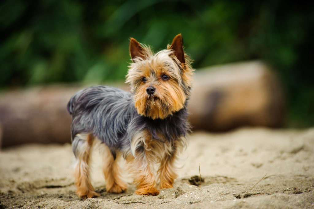 yorkshire terrier på en strand