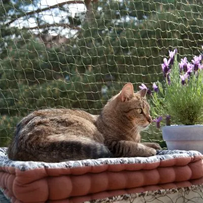 Kattenet
