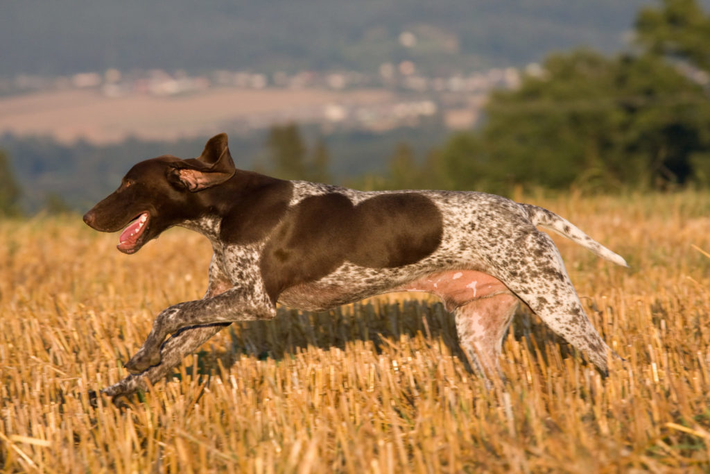 Korthåret hønsehund i spring