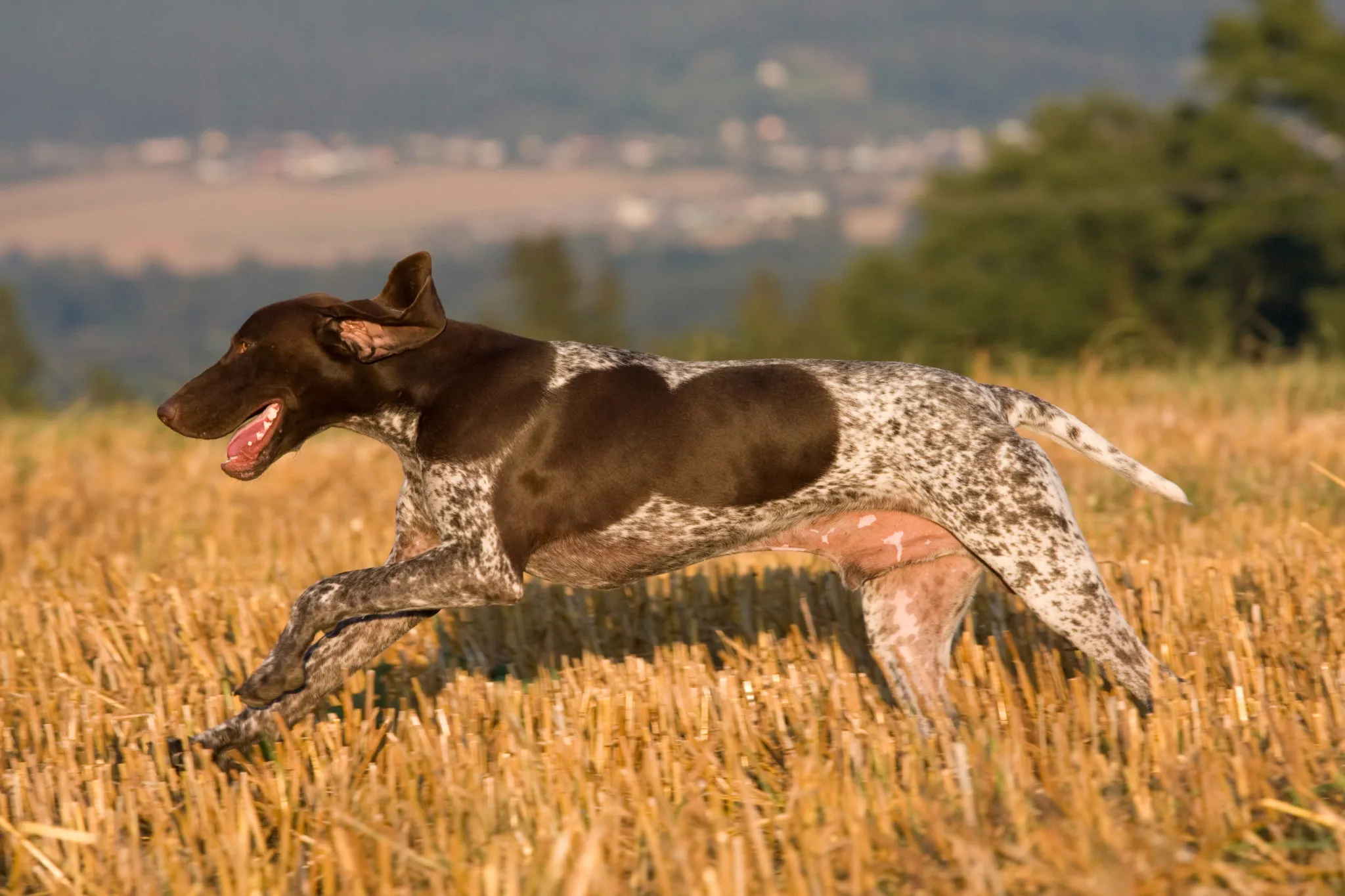 Korthåret hønsehund i spring