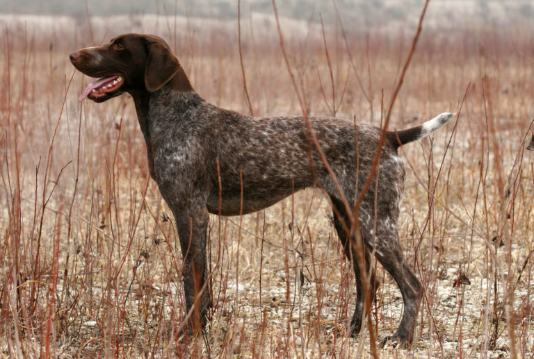 Korthåret hønsehund