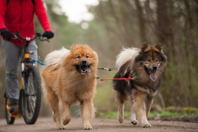 To hunde er med ude at cykle