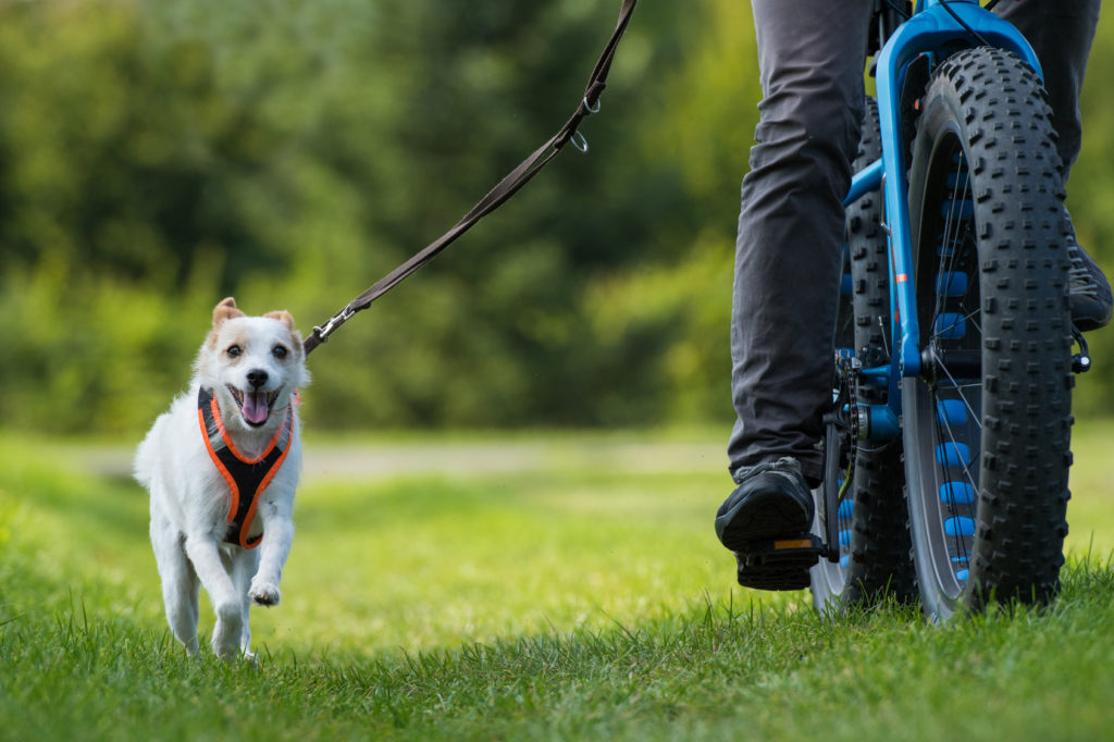 cykler med hund cykler med hund