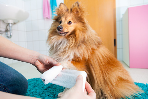 førstehjælp til hunde førstehjælp til hunde