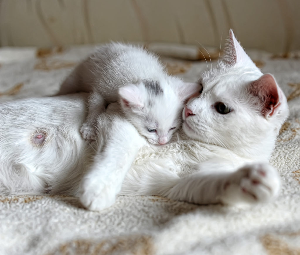 kattekilling med deres mor