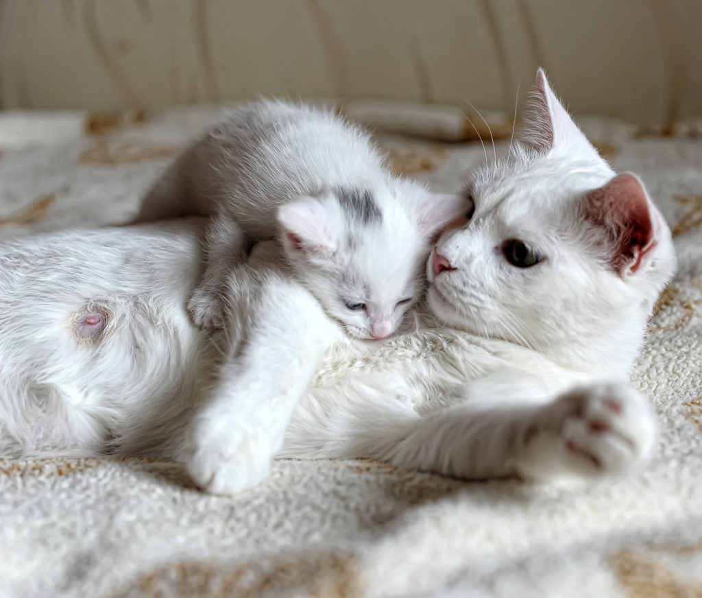 kattekilling med deres mor kattekilling med deres mor