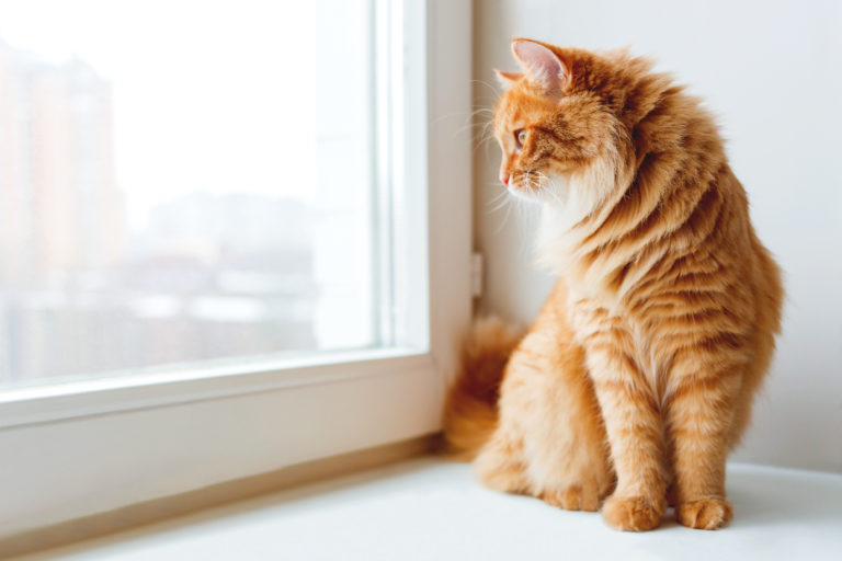 sød rødhåret kat sidder og kigger ud af vinduet