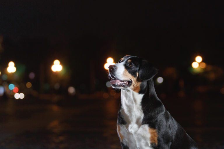 Modig udvande klap Hunden halser om natten: tips til rolige nætter | zooplus hundemagasin
