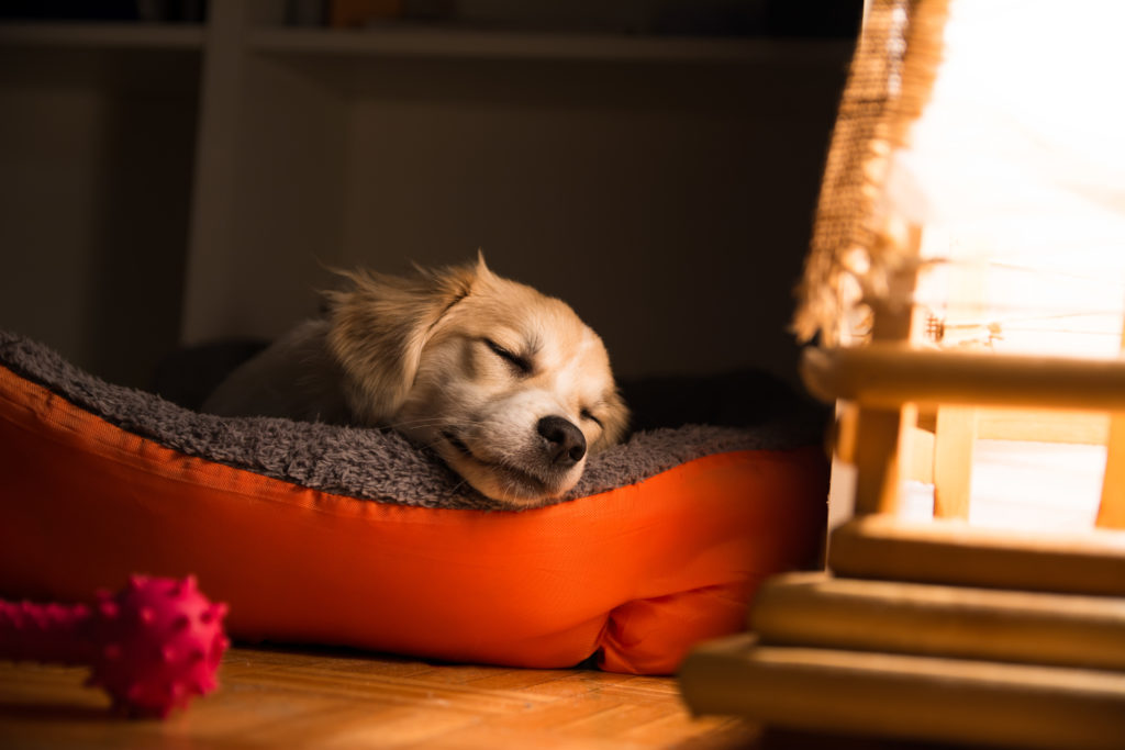 Hund sover i sin kurv Hund sover i sin kurv