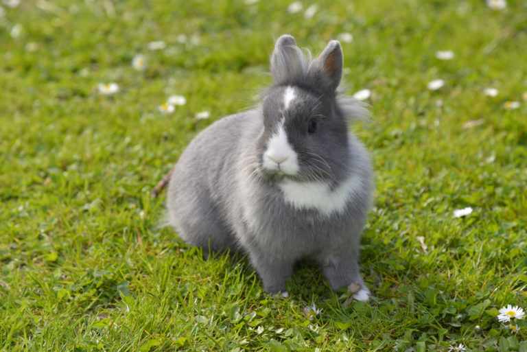 Kanin sidder på en græsplæne