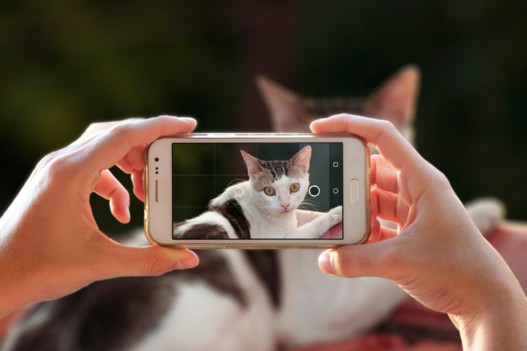 Kattebillede med smartphone