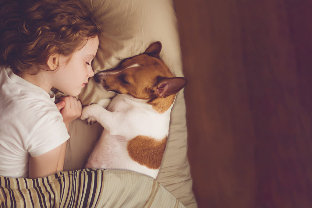 Pige sover med jack russell terrier Pige sover med jack russell terrier