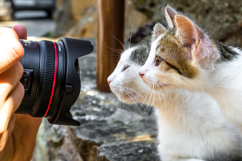 To katte bliver fotograferet