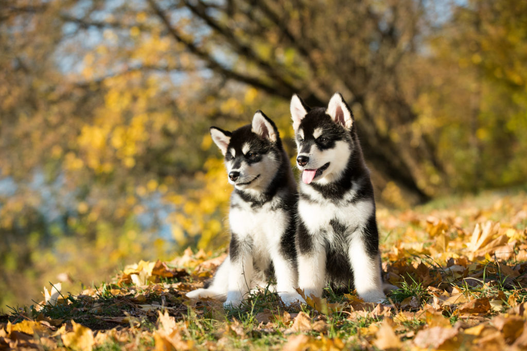 alaskan malamute hvalpe