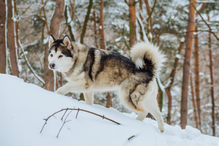 Alaskan malamute husky ulvehund som går på sne