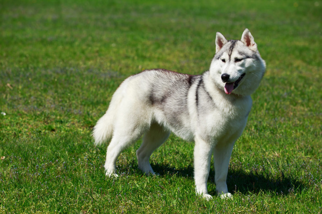 alaskan malamute på græs