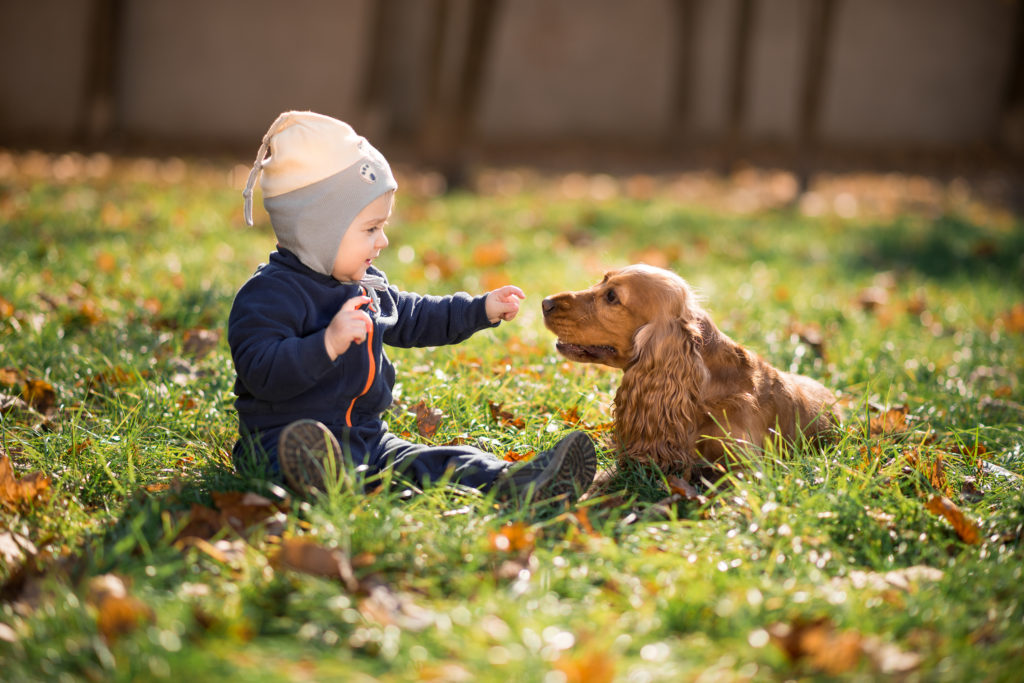 baby med en cocker spaniel leger i græs