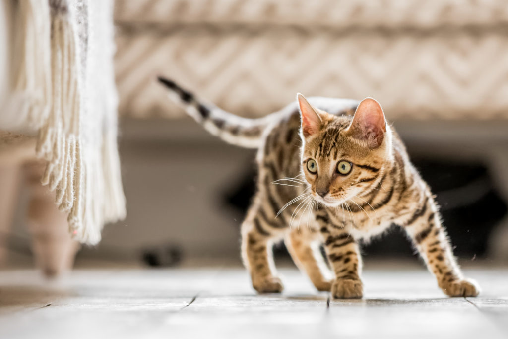 10 spørgsmål katteopdrætteren | zooplus kattemagasin