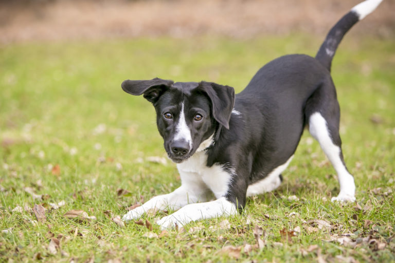 Raceren vs. gadekryds hunde