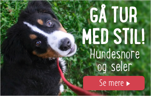 Hund med snor