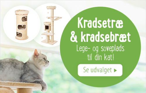 is til katte: 5 dejlige | magasin