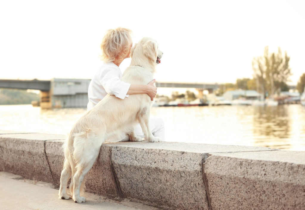 Gammel golden retriever med gammel dame