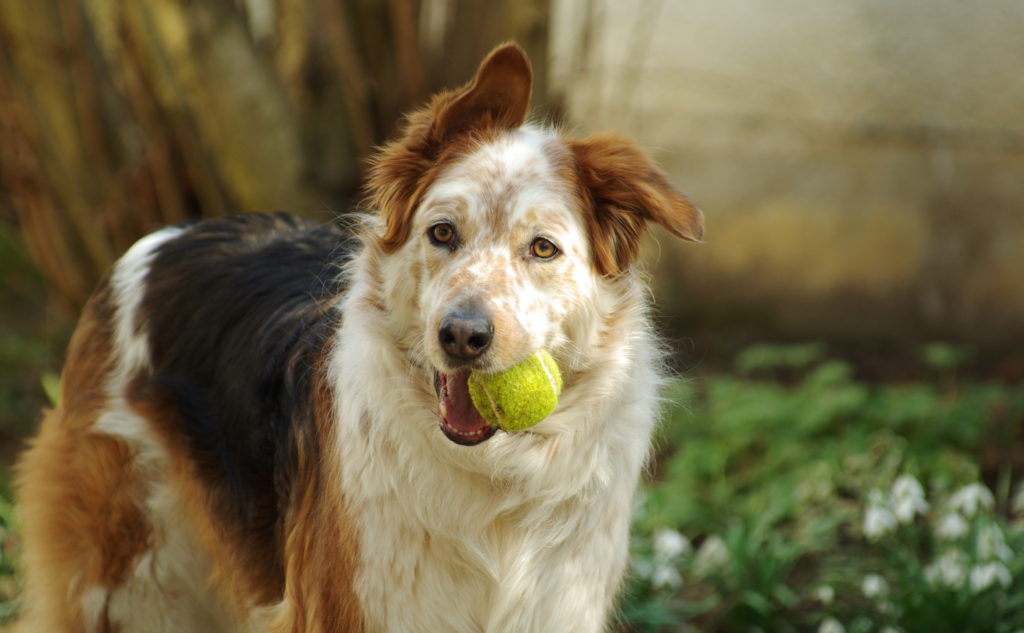 5 gode grunde at få en voksen hund zooplus hundemagasin