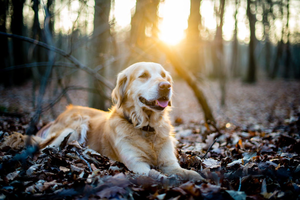 Golden retriever i skoven