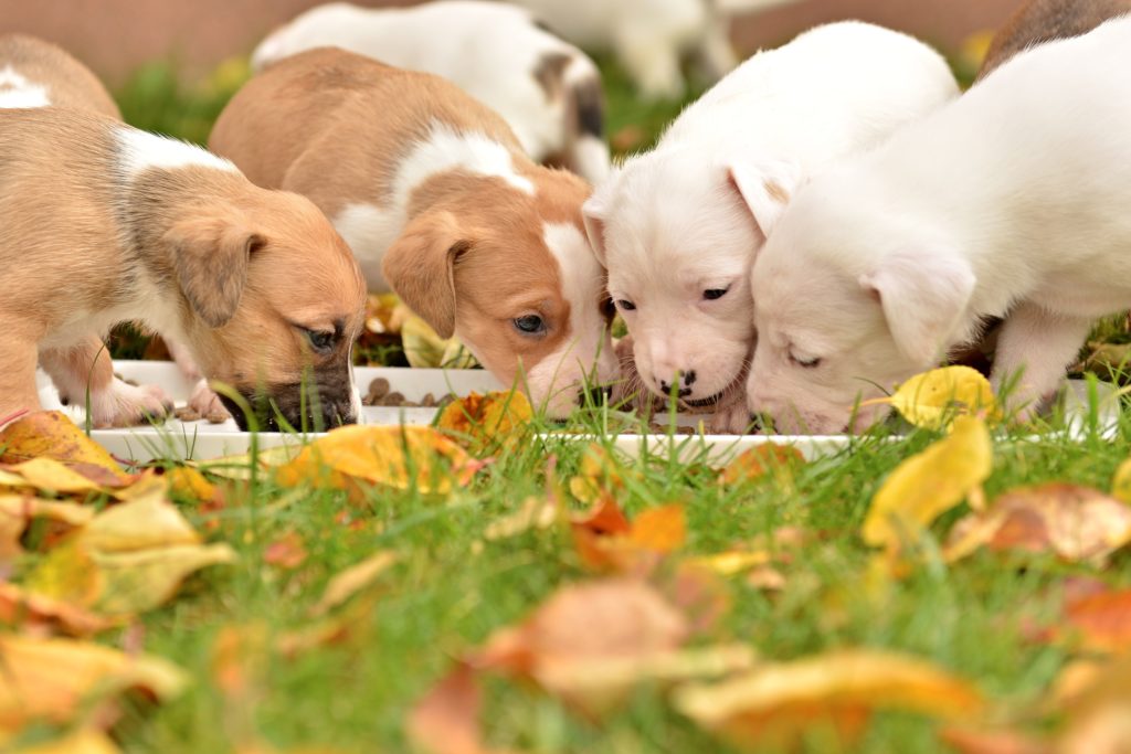 12 spørgsmål til hundeopdrætteren når du en | zooplus.dk