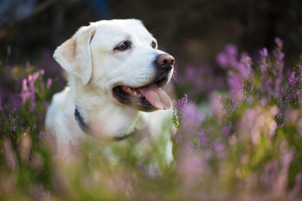 Labrador foder