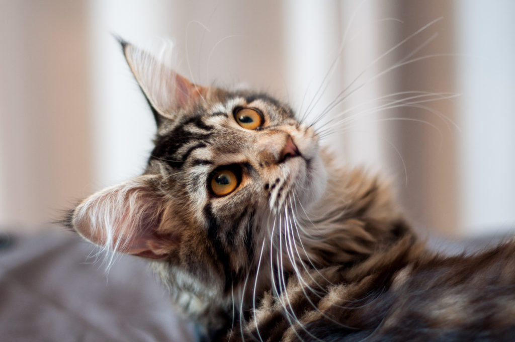 Maine Coon kat Maine Coon kat