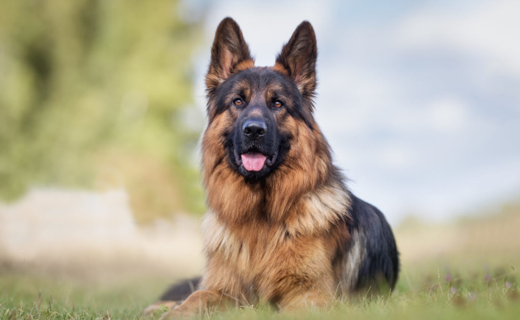 Schæferhund ligger på græs