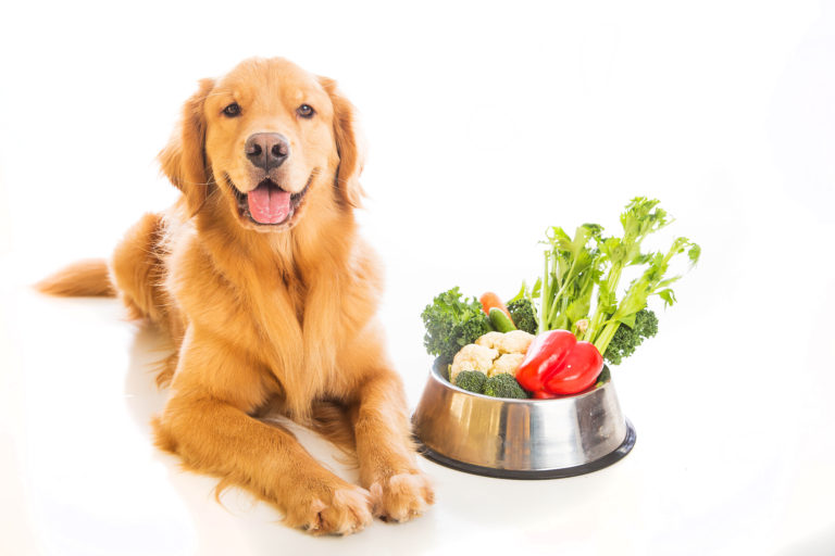 Vegetarisk hundefoder til en golden retriever