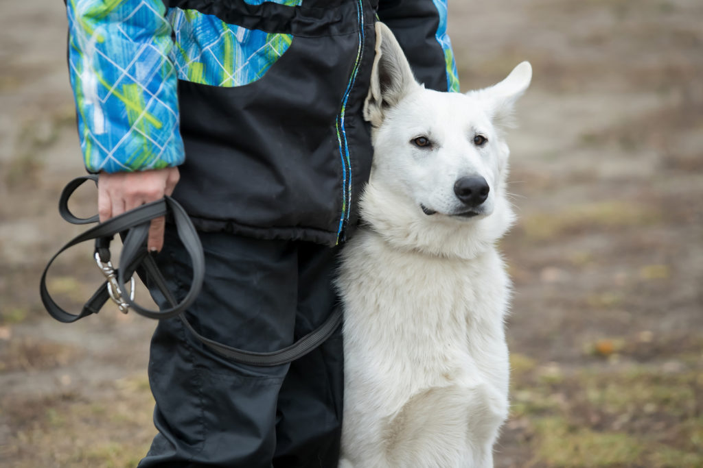 hundetræner agility