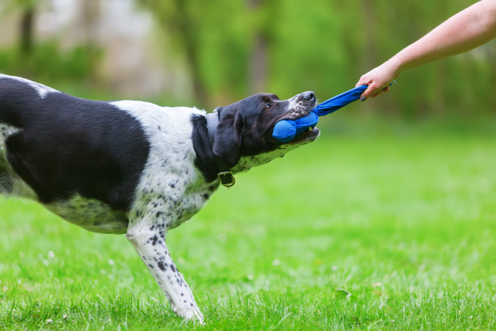 Hundetrainer mit Hund