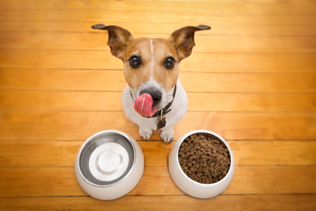 jack russell hundefoder jack russell hundefoder
