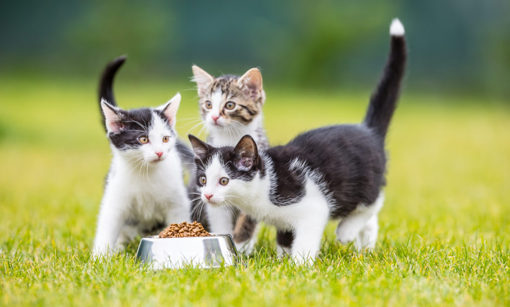 De juiste voerbak voor een kat De juiste voerbak voor een kat
