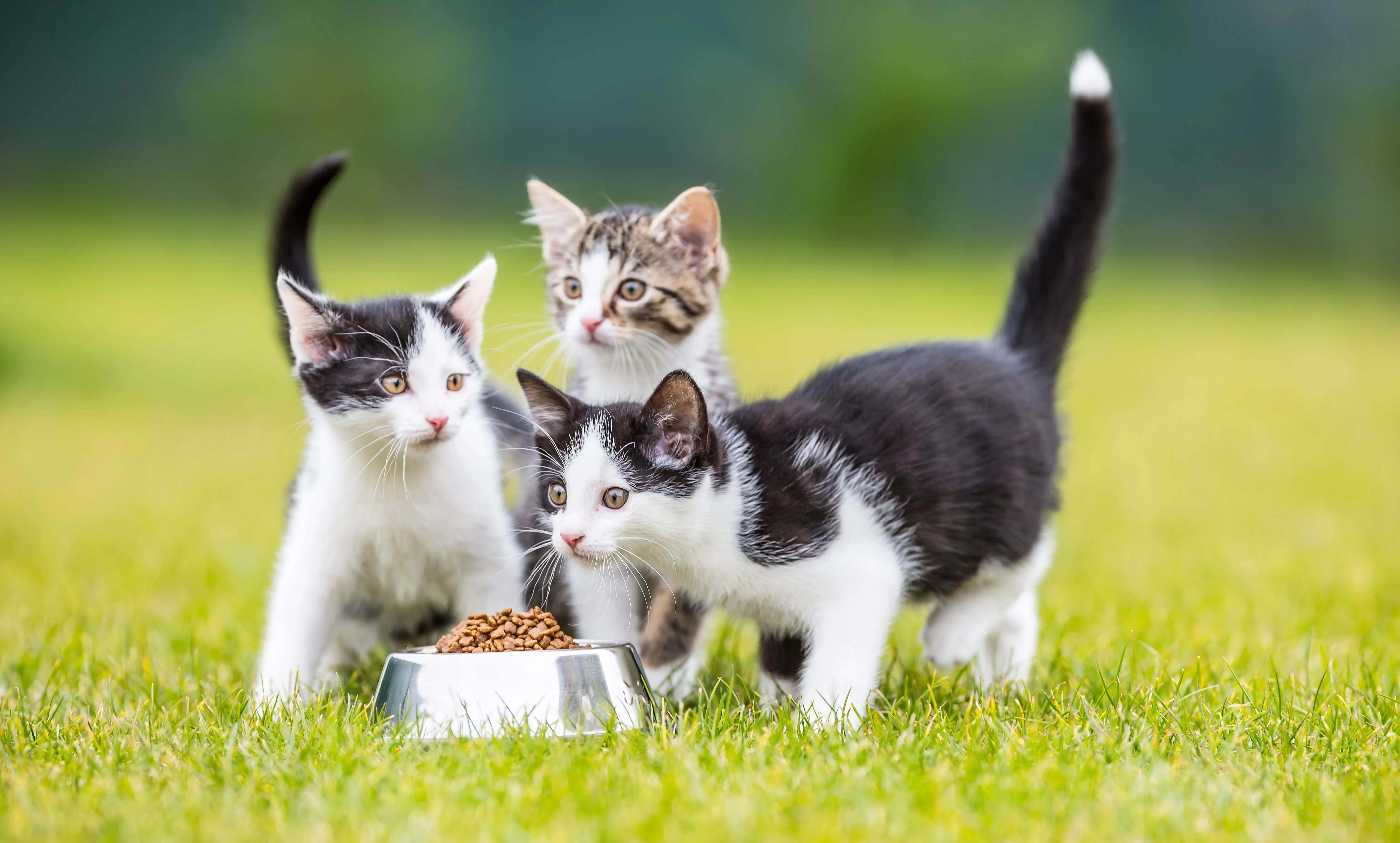 kätzchen im grass mit katzennapf kätzchen im grass mit katzennapf