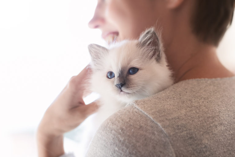 Katteopdrætter med killing