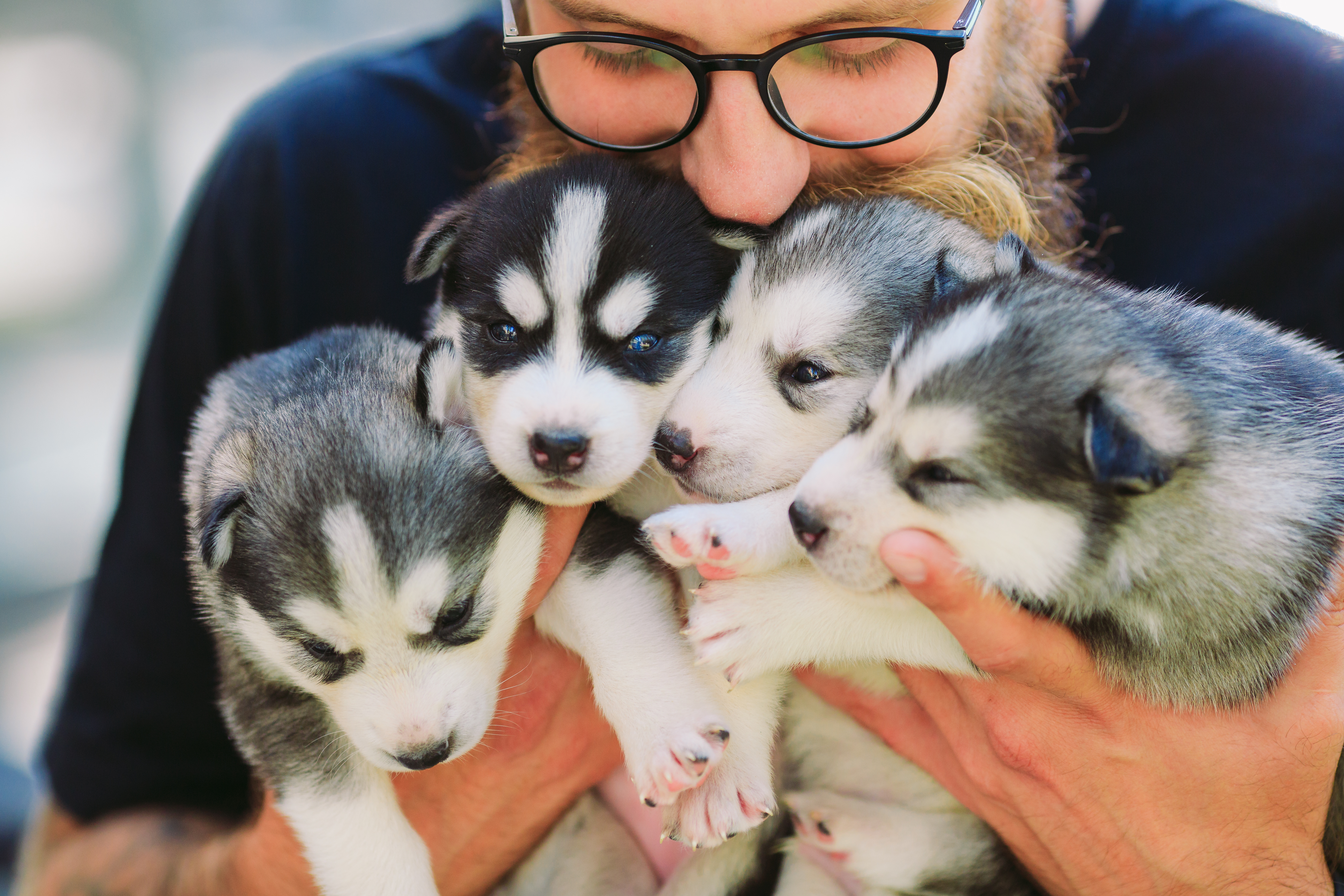 12 spørgsmål til hundeopdrætteren når du en | zooplus.dk