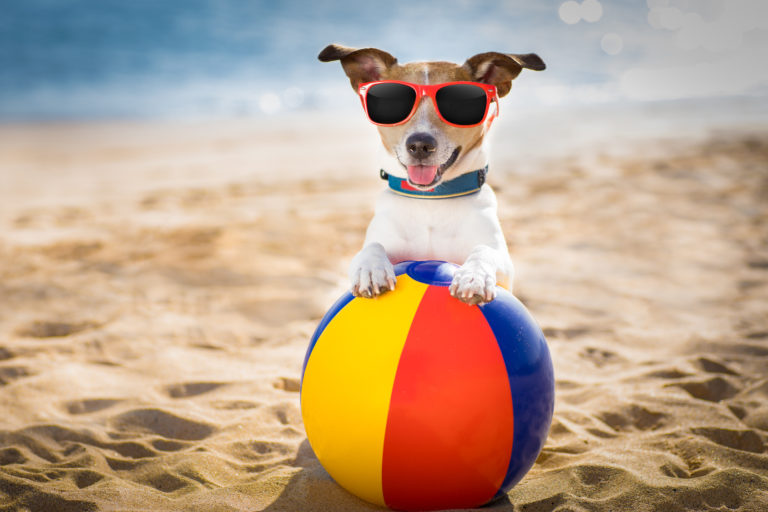 Sommertilbehør til din hund