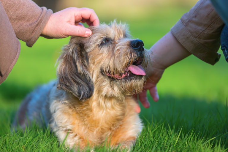 Ældre hund på græs