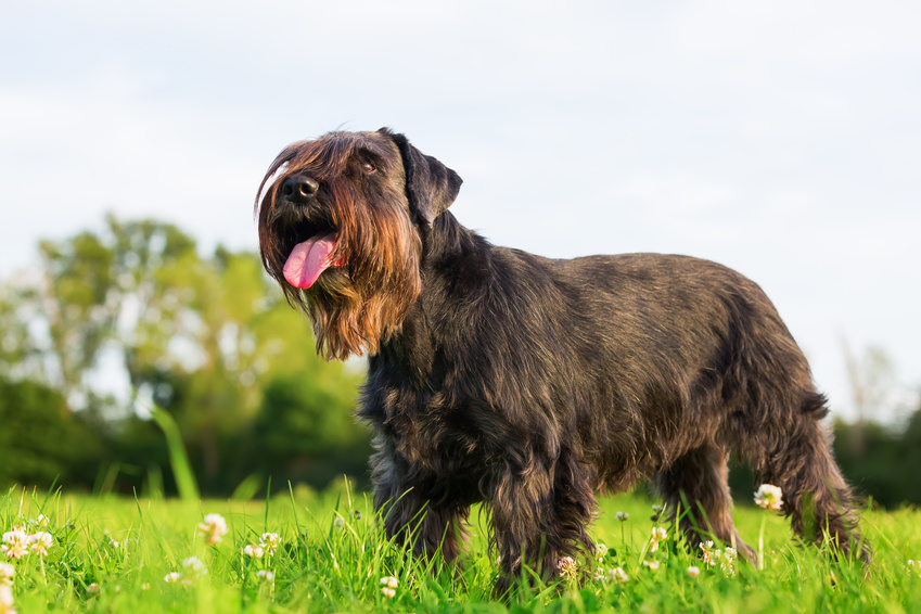 Glad Schnauzer på græs