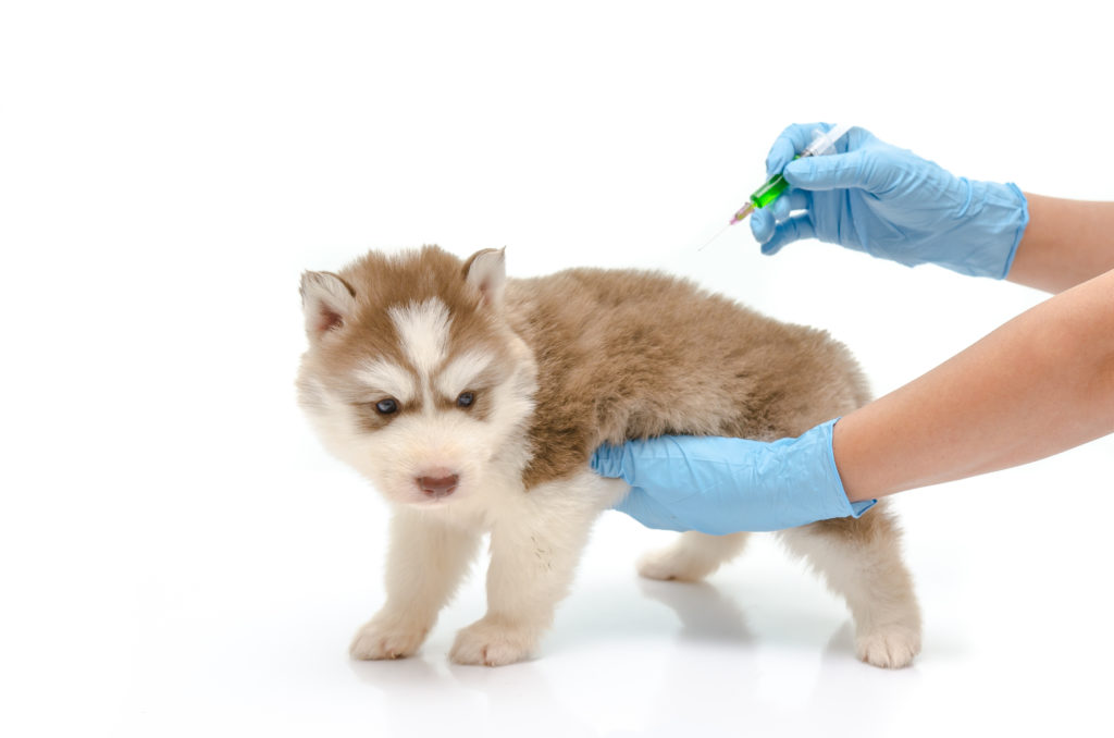 vaccinationer til din hund og | zooplus hundemagasin