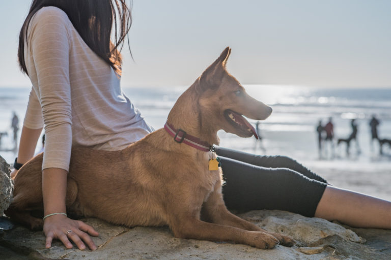Hund med kvinde på strand