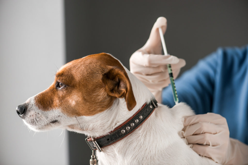 vaccinationer til din hund og | zooplus hundemagasin