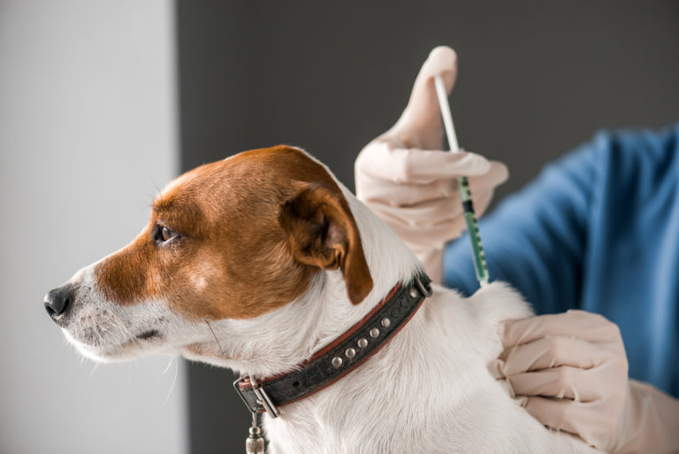 Hund vaccination
