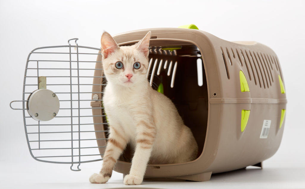 Kat i transportboks Kat i transportboks