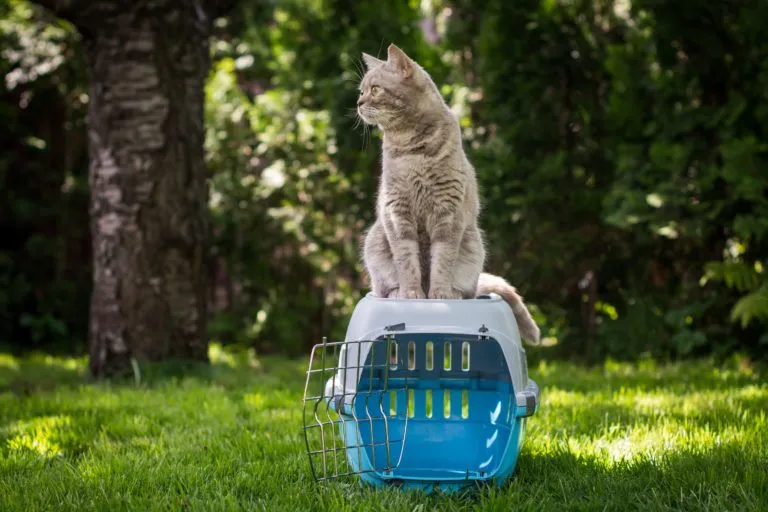 Kat ovenpå transportboks