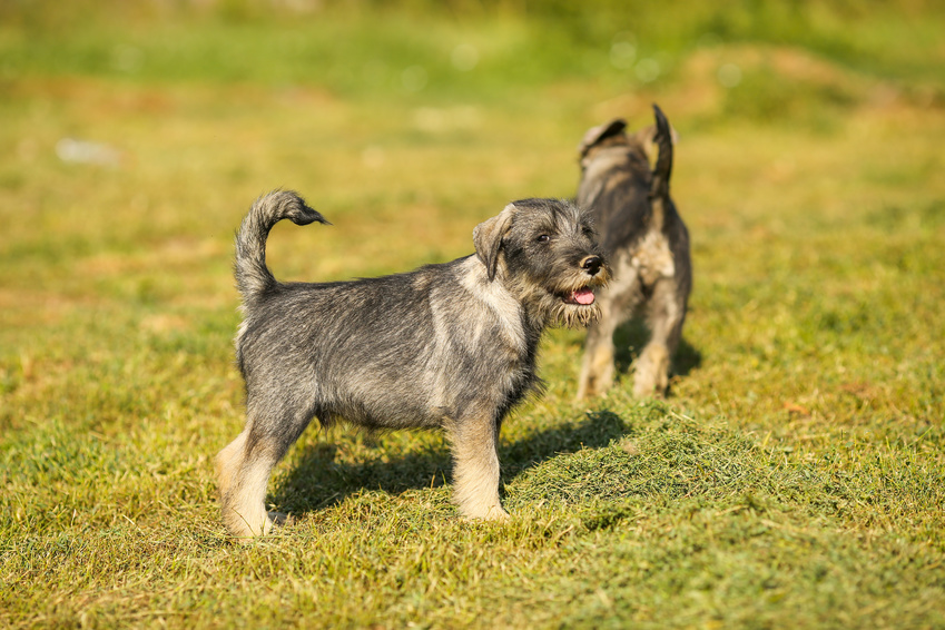 Schnauzer hvalpe